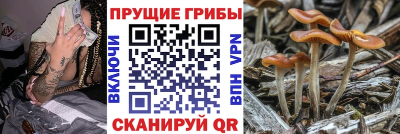 Купить  Пионерский  Галлюциногенные грибы Magic Shrooms 